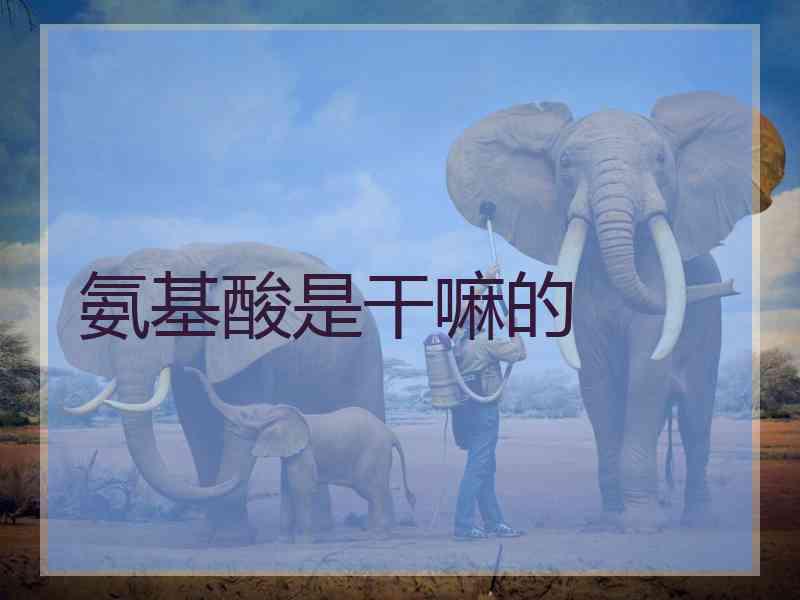 氨基酸是干嘛的